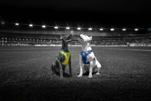 Coleção FreeFaro CBF: O uniforme oficial do seu pet